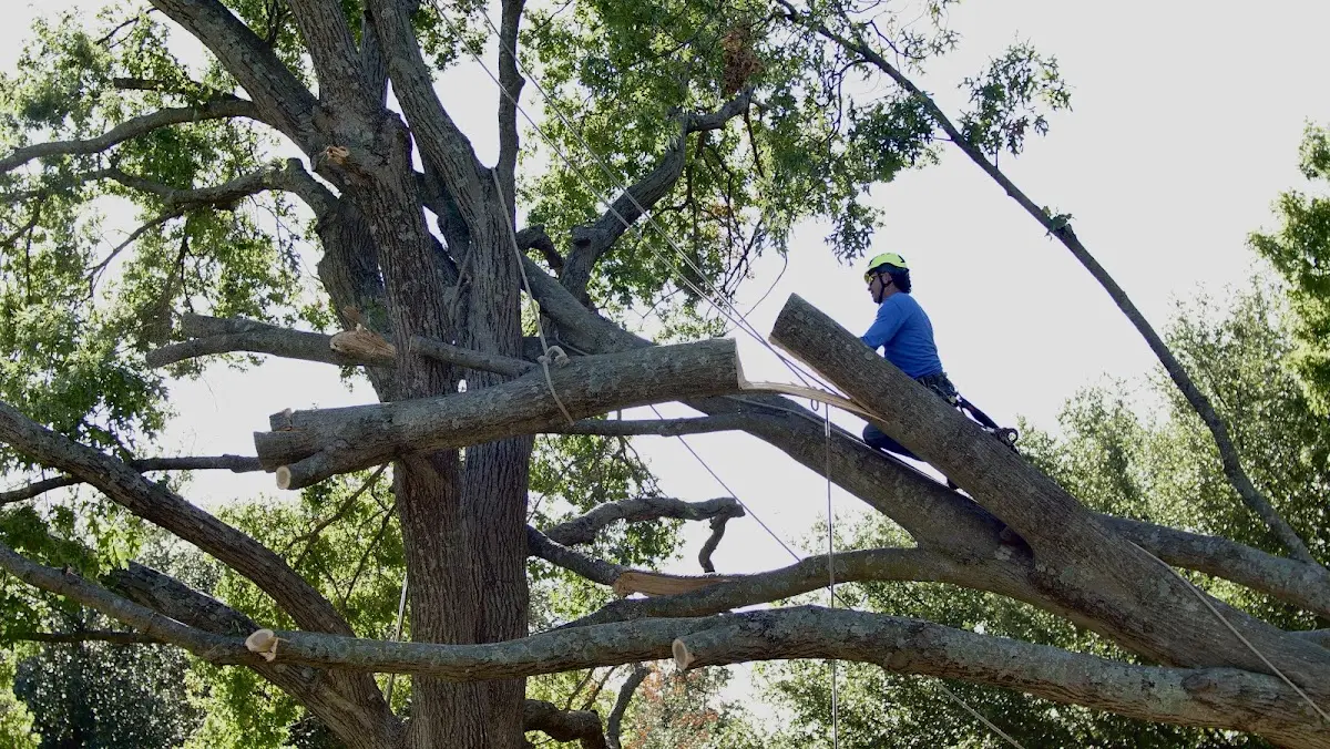 Professional Crown Thinning performed by certified arborists in Cuyahoga Falls