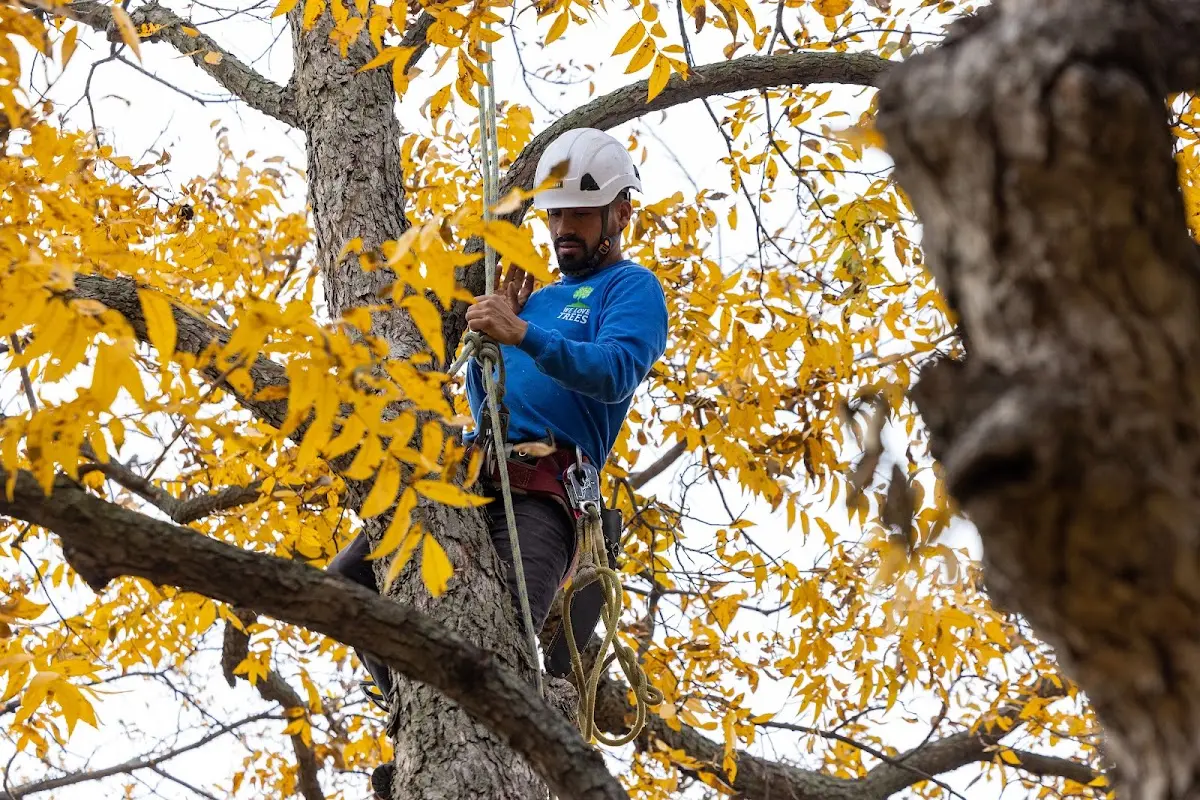 Skilled Storm Damage Cleanup crew working in Cuyahoga Falls